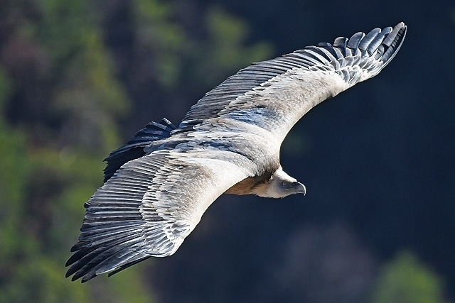 rapace faune nature histoire