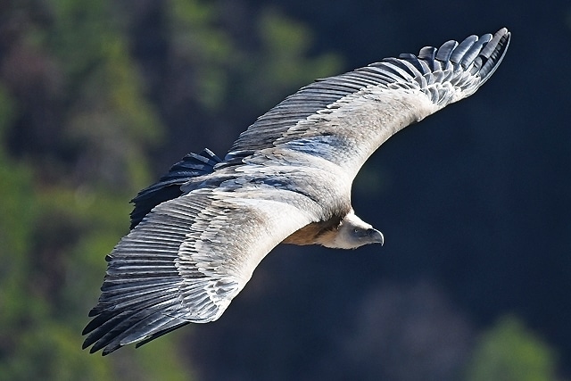 Image-rapace-Classe-patrimoine-Cote-Decouvertes