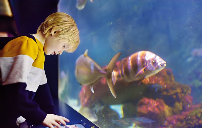 Image Faune aquarium Classe de découvertes Côté Découvertes