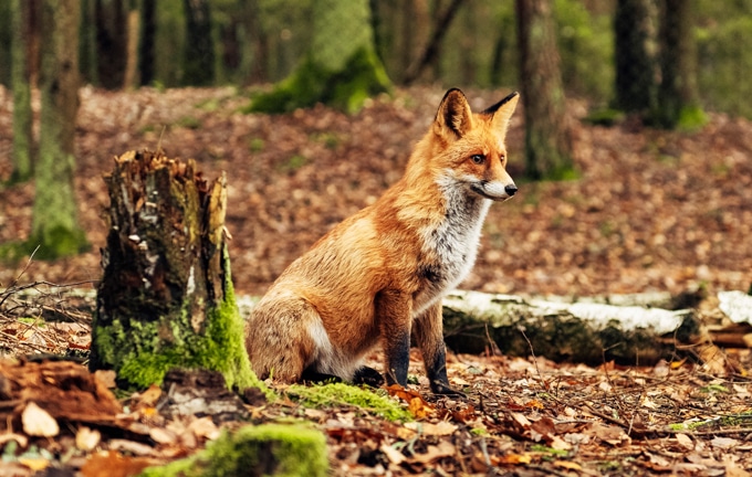 Image Faune renard Classe de découvertes Côté Découvertes