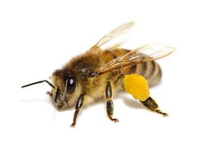 photo d'une abeille nature biodiversité