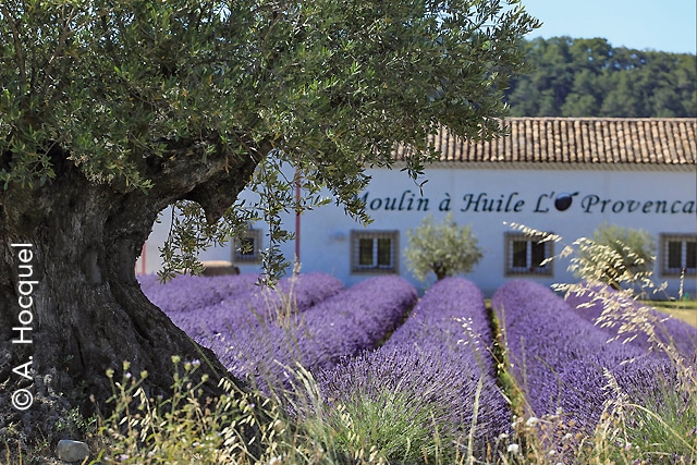 moulin à huile classe de mer côte d'azur