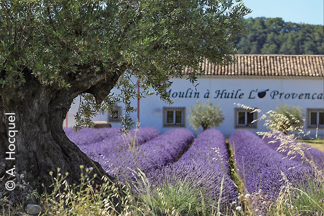 Image-cote-azur-moulin-Classe-de-decouvertes-Cote-Decouvertes