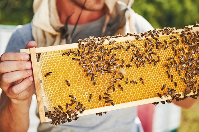 Apiculteur qui montre un nid d'abeilles avec du miel