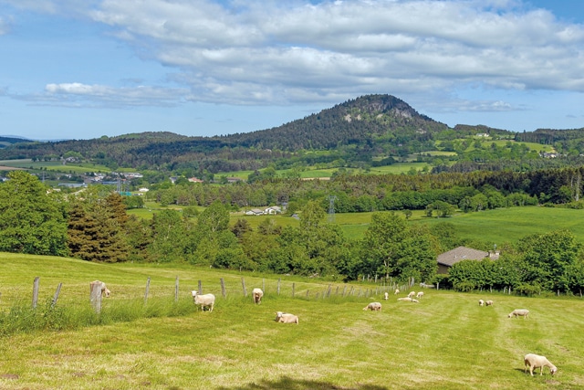 Champ de brebis