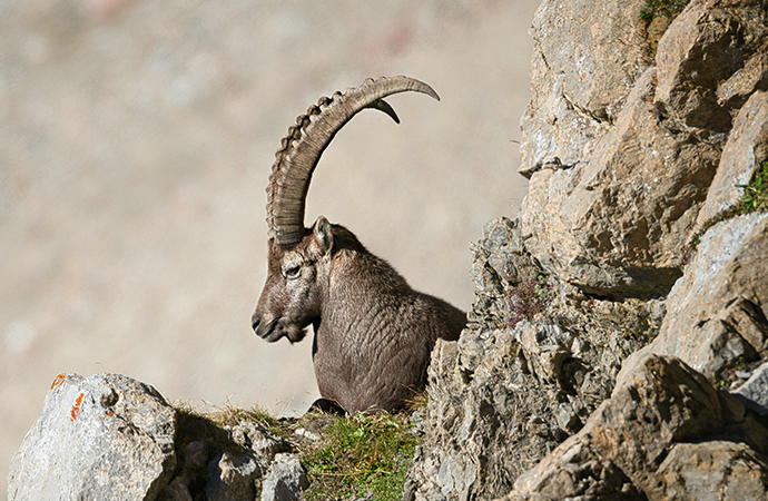 Bouquetin observé en sortie scolaire au cours d'une randonnée dans le Queyras