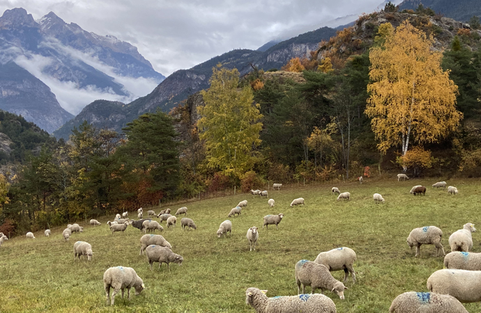 Troupeau de brebis rencontré en sortie scolaire au cours d'une balade naturaliste dans le Queyras