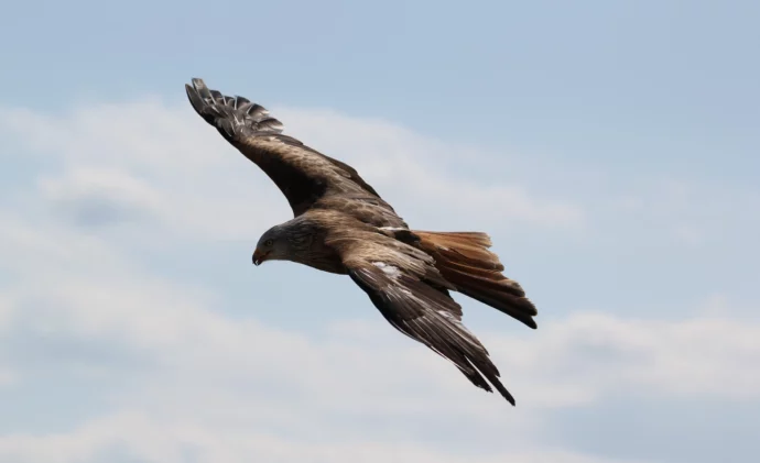 aigle royal