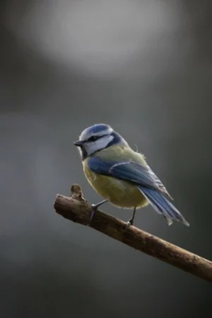 oiseau sur une branche nature