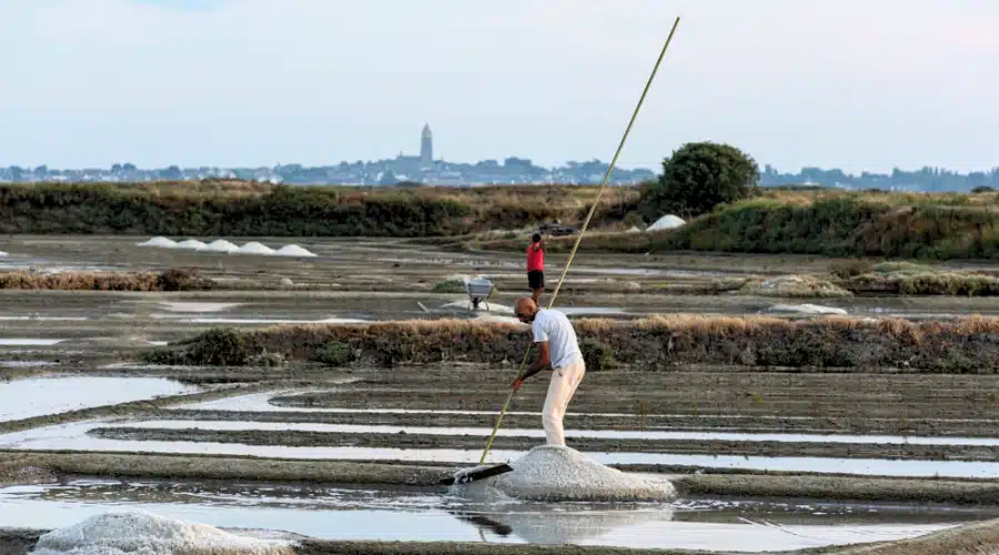 paludier récoltant le sel des marais salants guérande