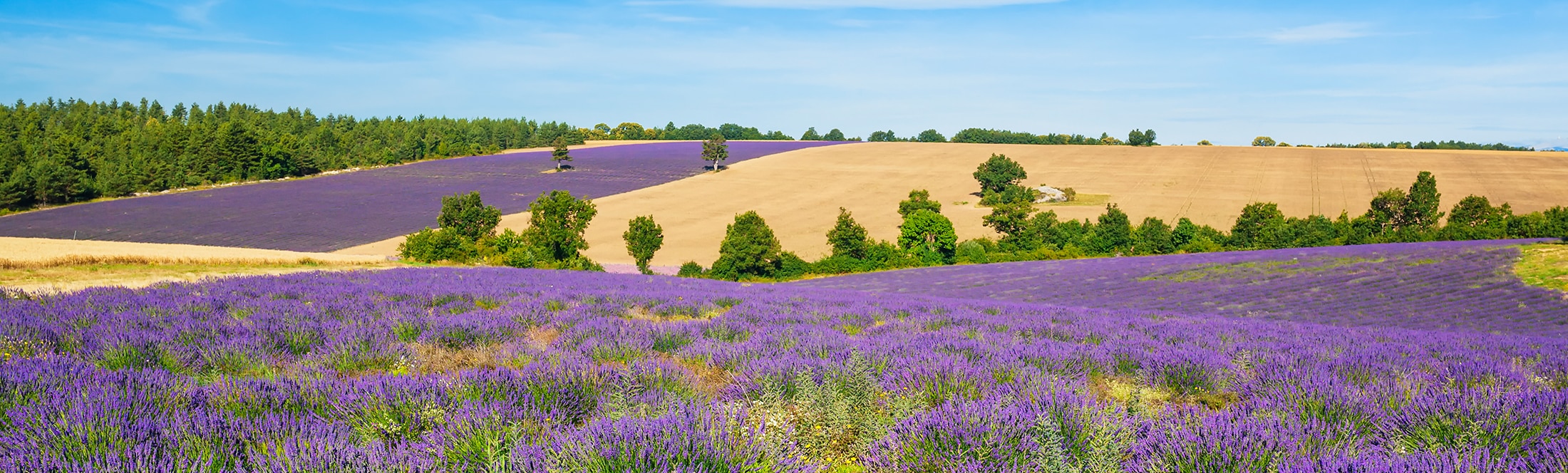 paysage de Provence avec champs de lavandes