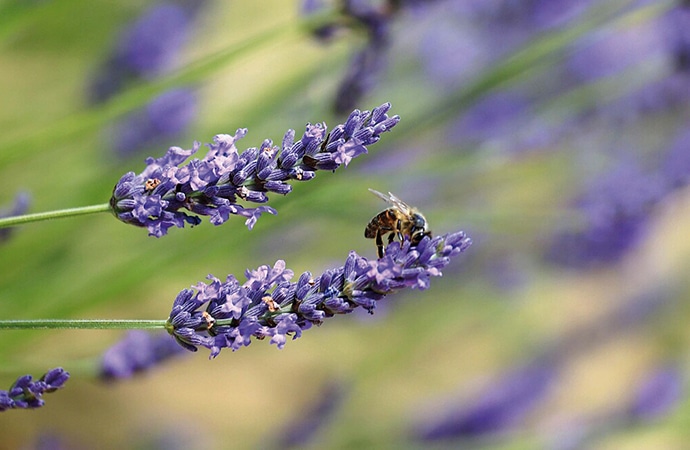 abeille sur brin de lavande