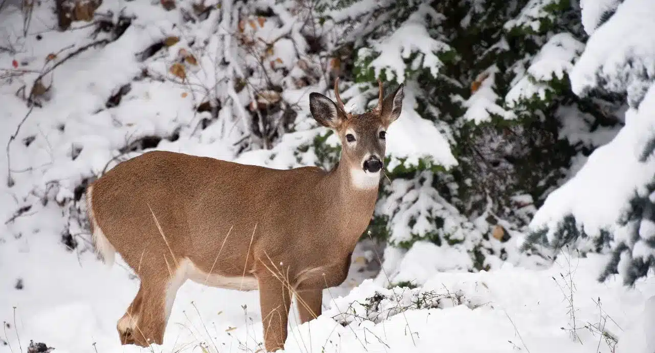 biche dans la montagne enneigée