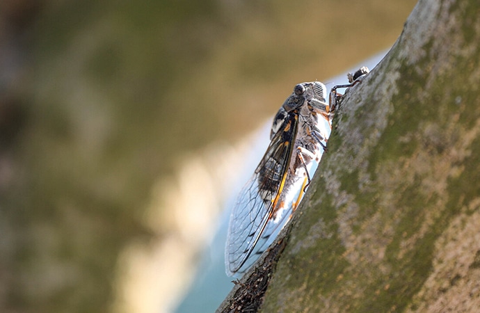 cigale sortie nature en provence