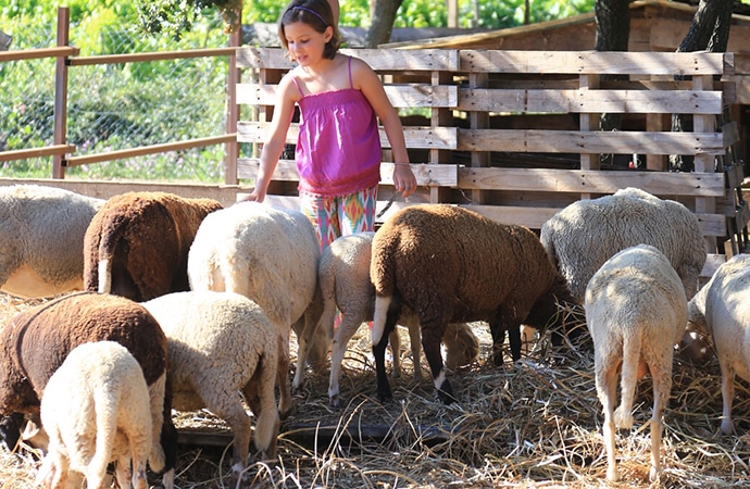 enfant et moutons dans une ferme pédagogique