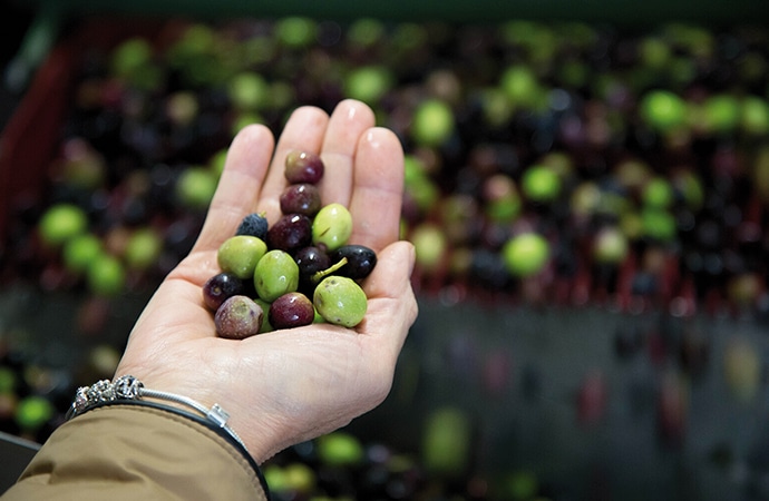 producteur huile d'olive