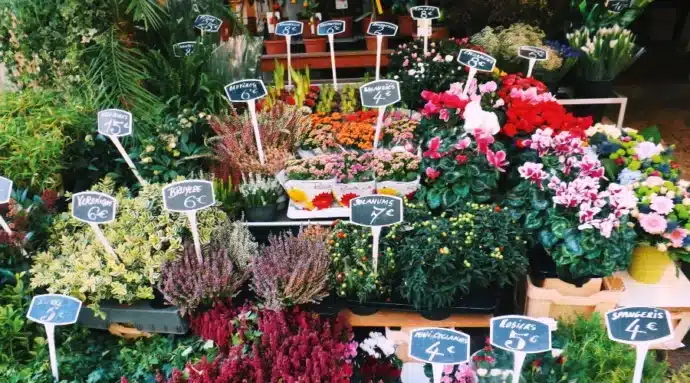 vente de fleurs pour financer voyage scolaire