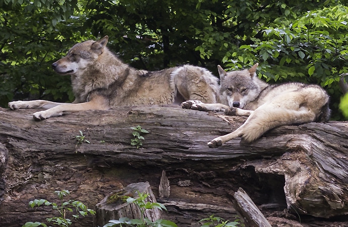 Loups du gévaudan au parc des loups