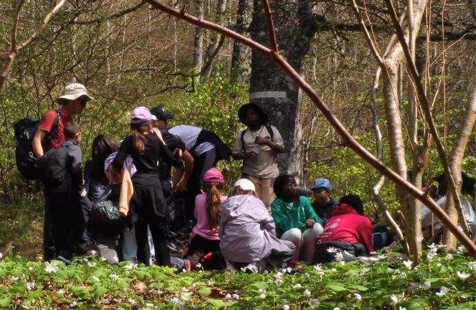 élèves en balade dans la foret de brocéliande
