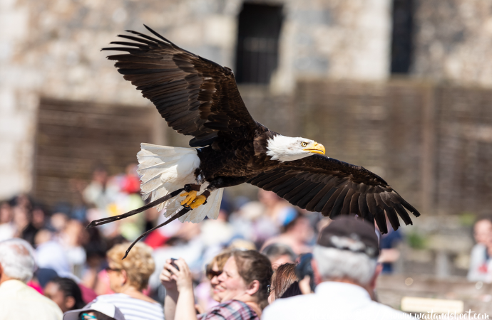 spectacle aigles rapaces à provins