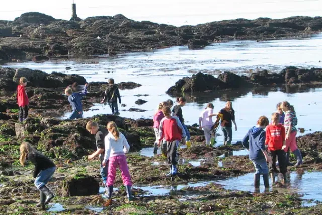 Image pêche à pied Groupe d'élèves en pêche à pied en Bretagne