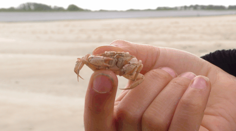 crabe-palge-baie crabe plage main élève